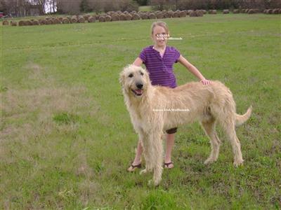 Stud Dogs - Irish Wolfhound